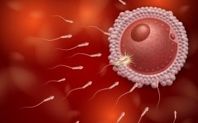 In Vitro Fertilization (IVF)